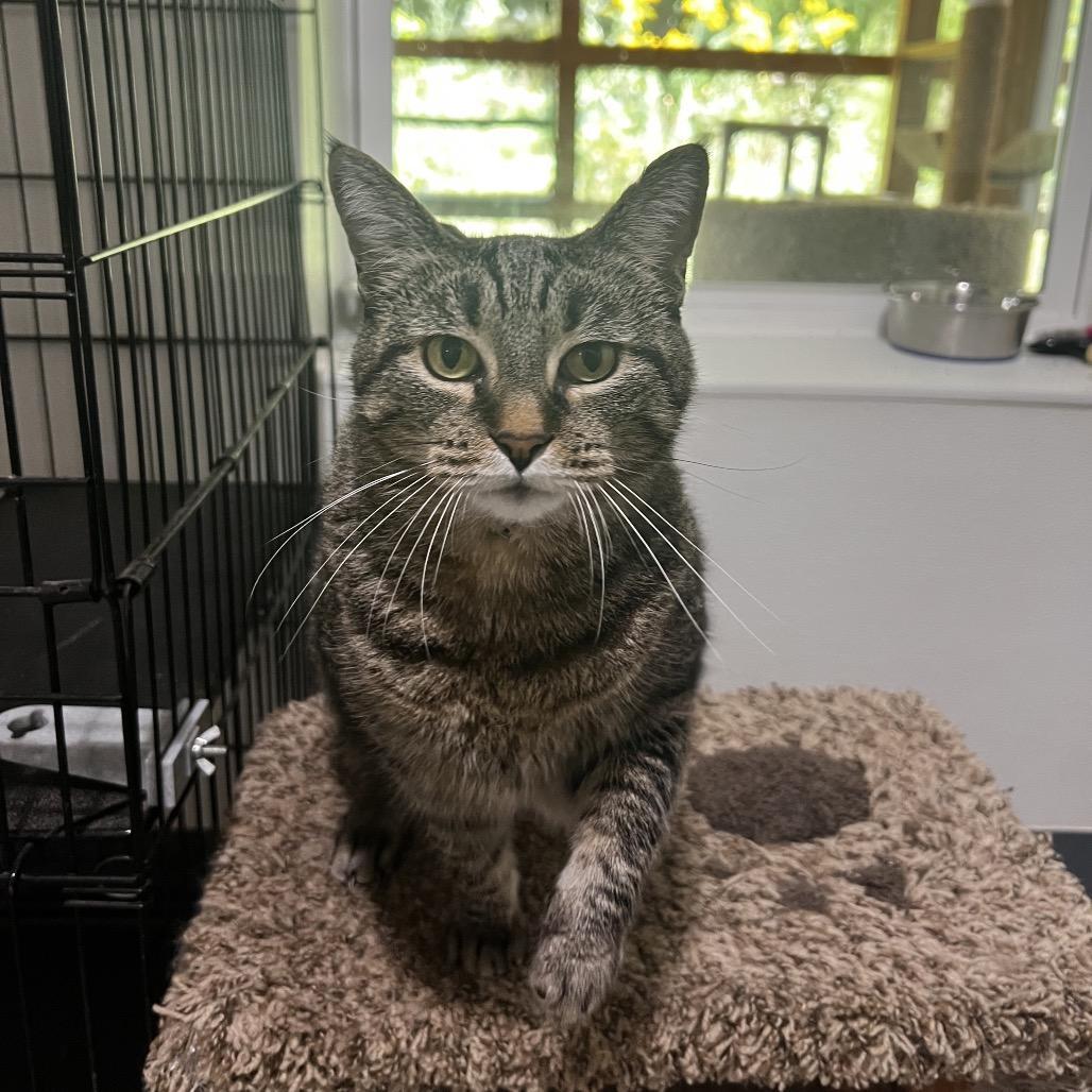 Enlarge Molly Rose, a Adoptable Domestic Short Hair in Brighton, MO image 3/4