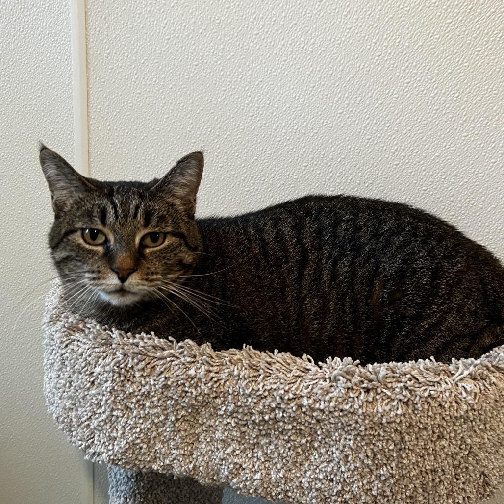 Enlarge Molly Rose, a Adoptable Domestic Short Hair in Brighton, MO image 4/4