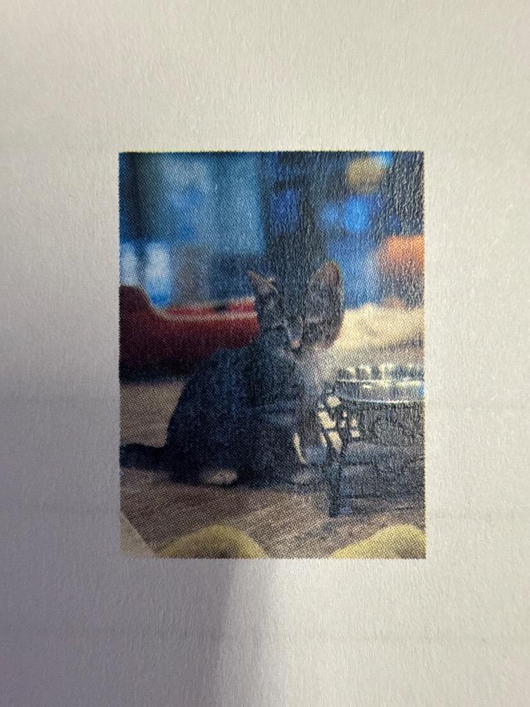 Eritrea, Adoptable, Kitten Male Domestic Short Hair.