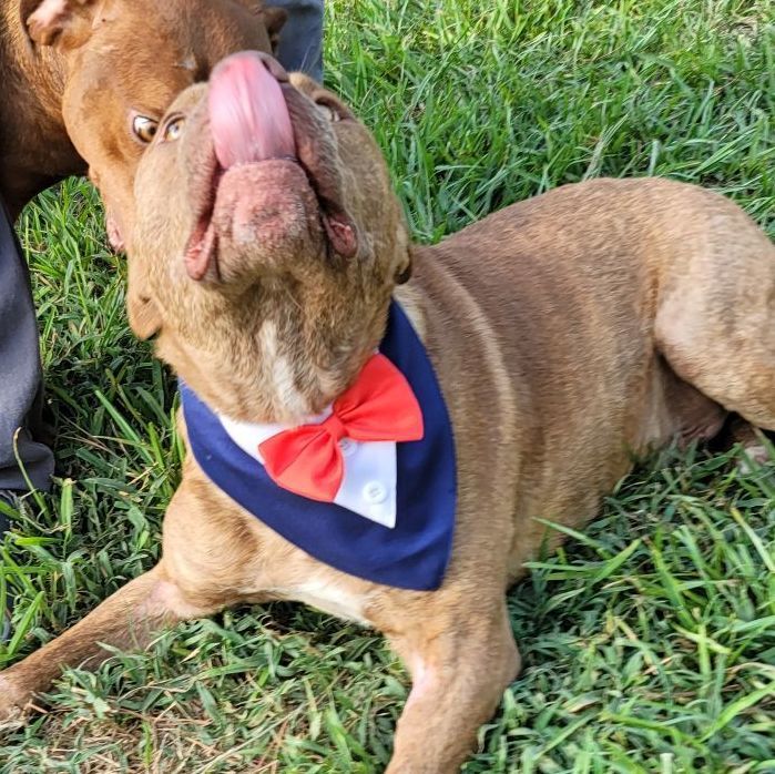 Chance , Adoptable, Adult Male American Staffordshire Terrier.