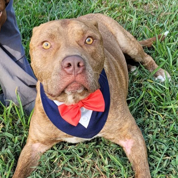 Enlarge Chance , a Adoptable mixed breed in East Hartford, CT image 4/4