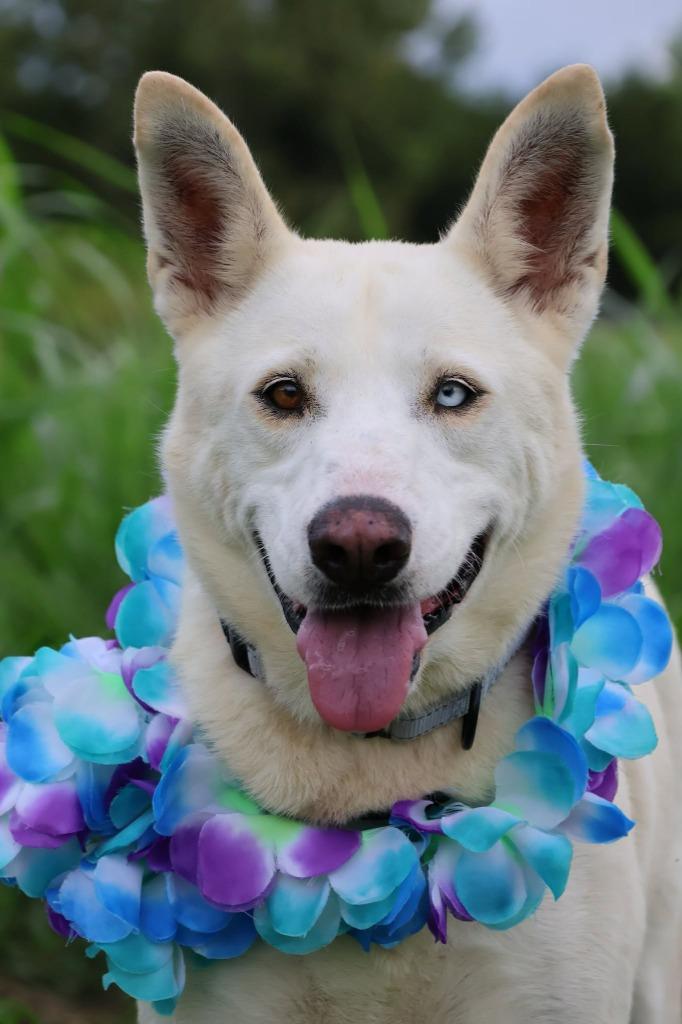 Bella, Adoptable, Adult Female Mixed Breed.