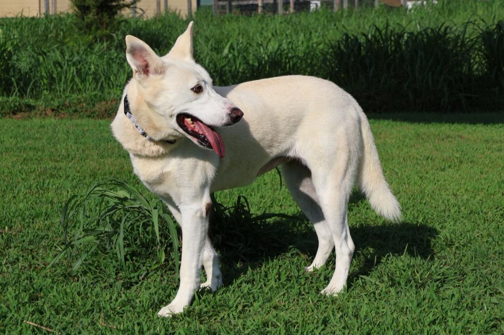 Enlarge Bella, a Adoptable mixed breed in Columbia, TN image 2/5