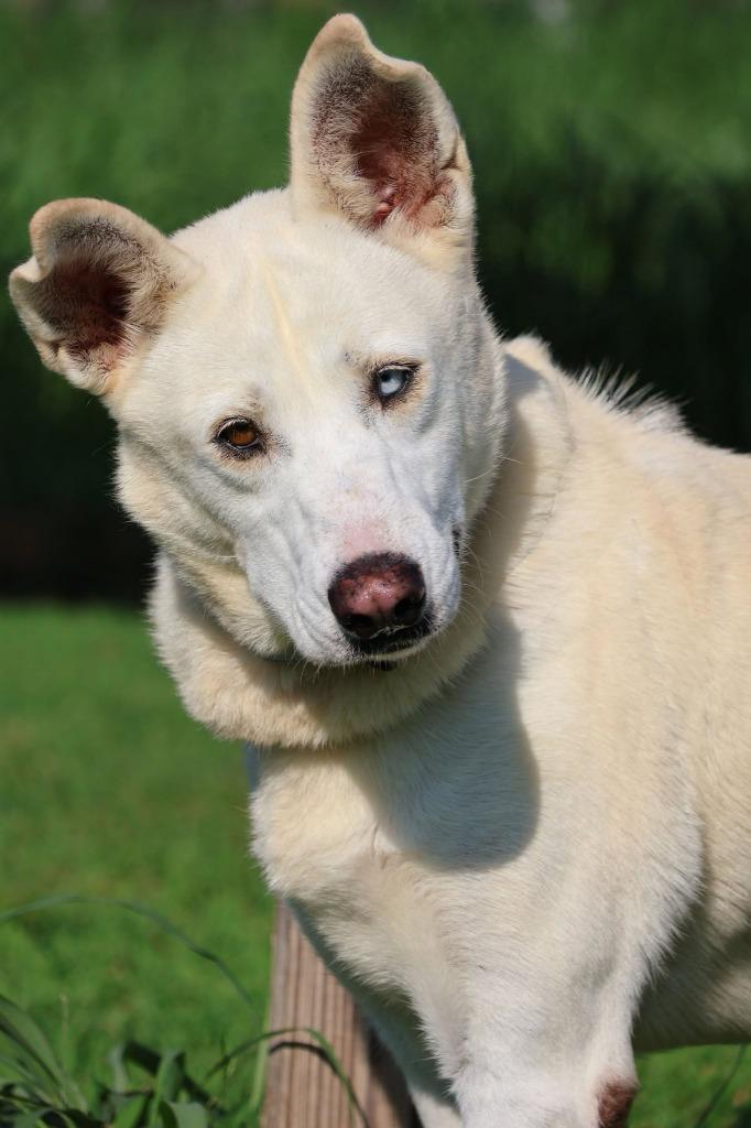 Enlarge Bella, a Adoptable mixed breed in Columbia, TN image 3/5