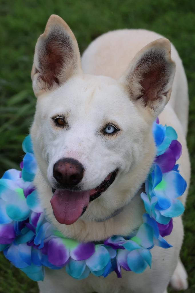 Enlarge Bella, a Adoptable mixed breed in Columbia, TN image 4/5