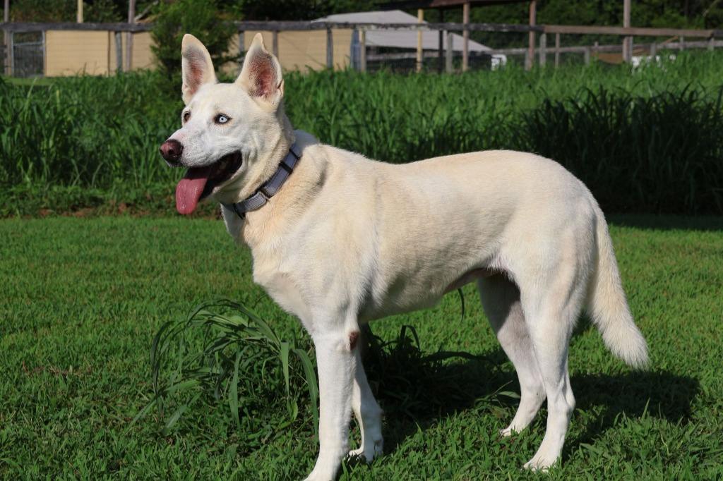 Enlarge Bella, a Adoptable mixed breed in Columbia, TN image 5/5