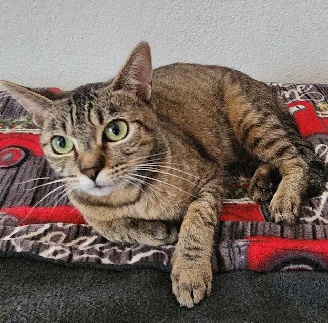 Enlarge Opal, a Adoptable Abyssinian in Antioch, CA image 1/1