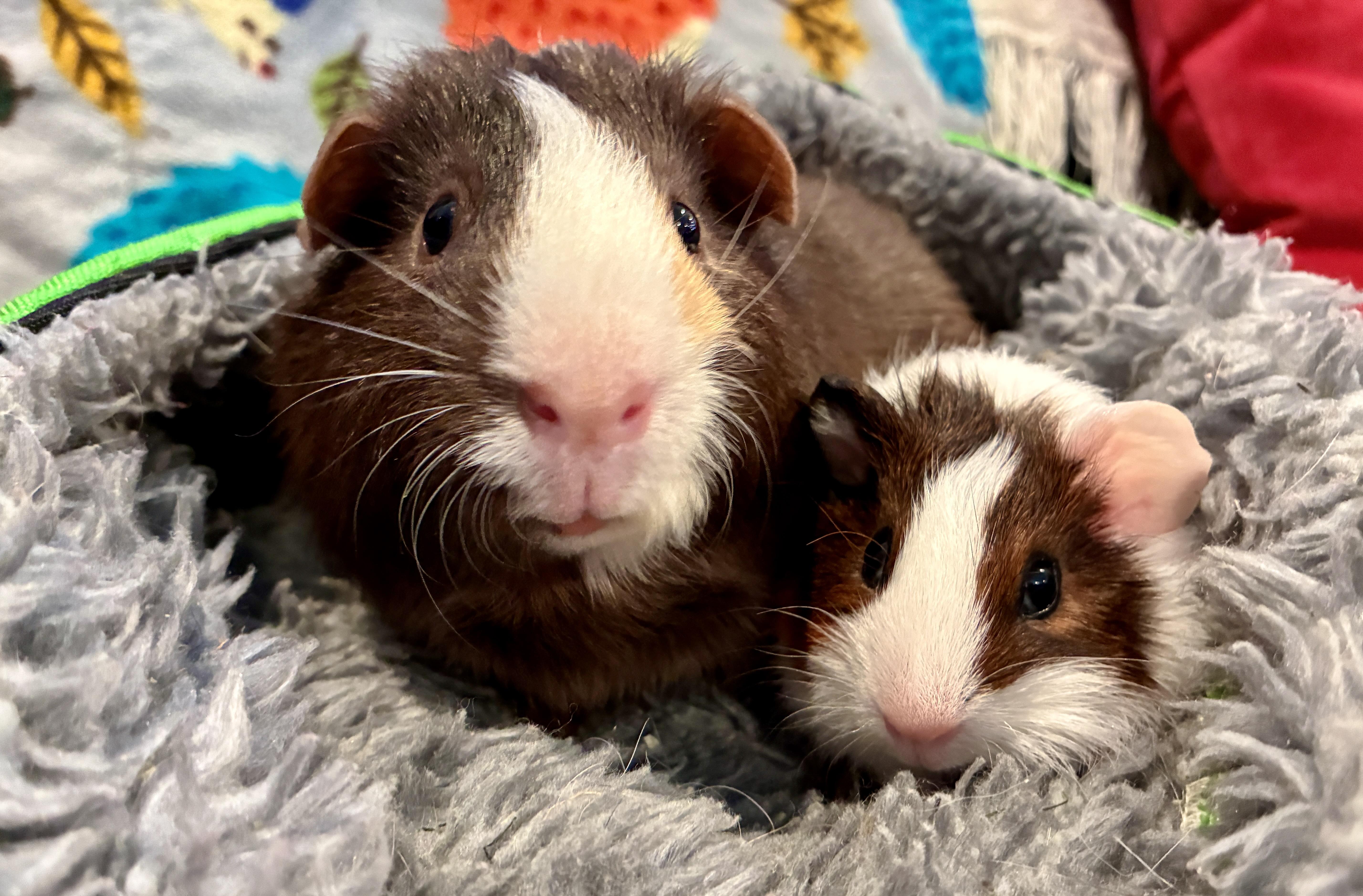 Hugo & Crumble, Adoptable, Young Male Guinea Pig.