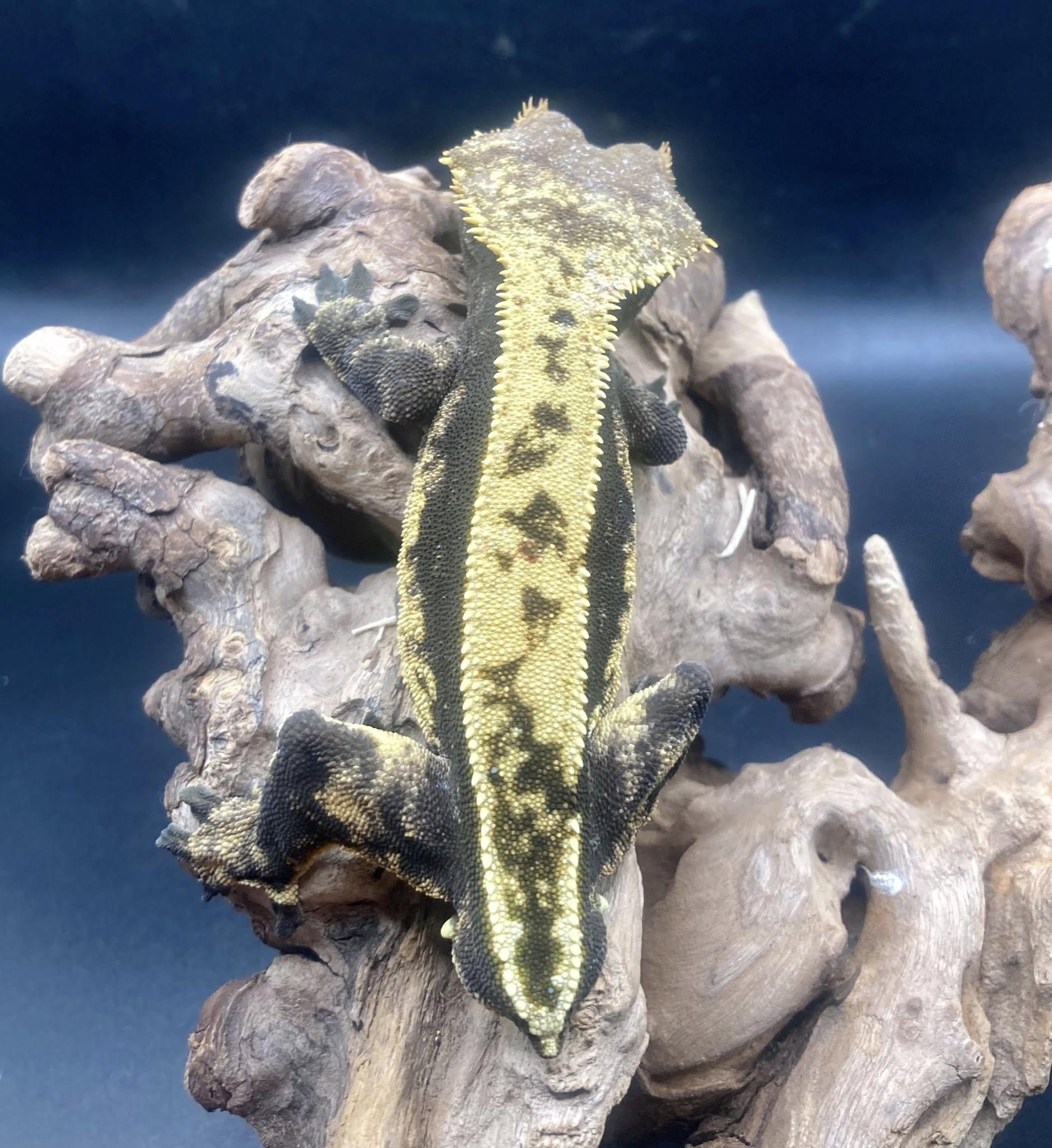 Enlarge Duke, an adopted Gecko in Palmerton, PA image 2/3