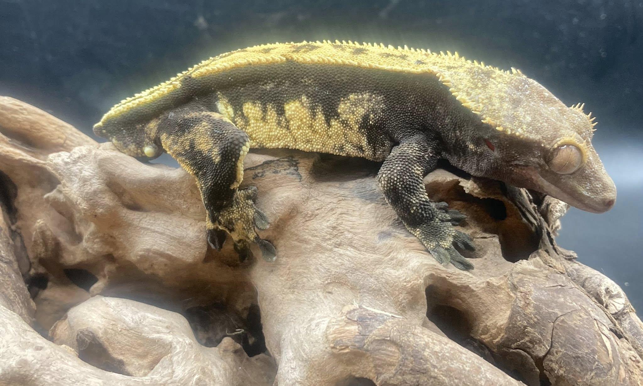 Enlarge Duke, an adopted Gecko in Palmerton, PA image 3/3