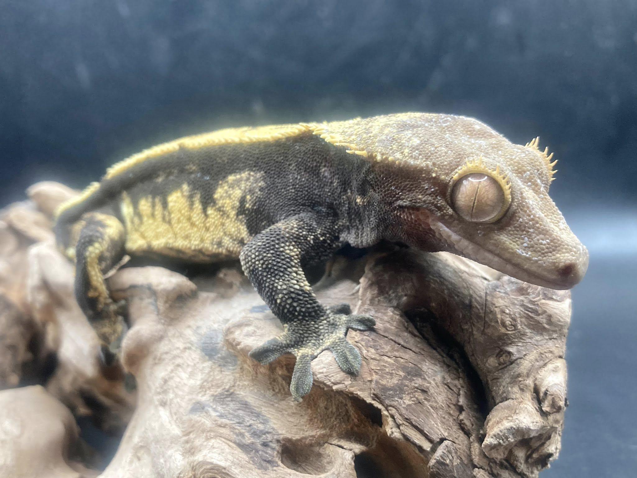 Enlarge Duke, an adopted Gecko in Palmerton, PA image 1/3