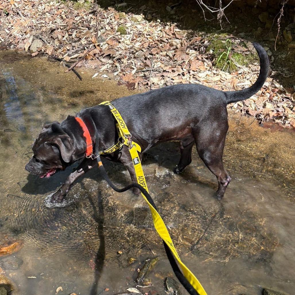 Enlarge Flinn, a Adoptable mixed breed in Greensboro, NC image 1/5