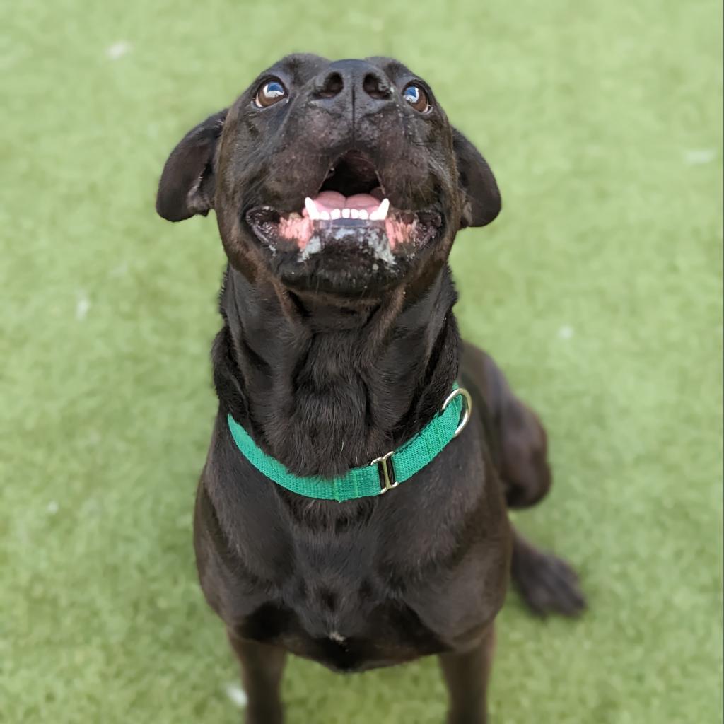 Enlarge Flinn, a Adoptable mixed breed in Greensboro, NC image 1/6