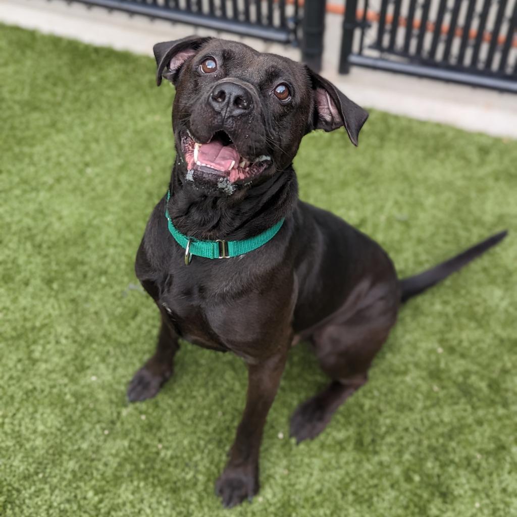 Enlarge Flinn, a Adoptable mixed breed in Greensboro, NC image 2/6