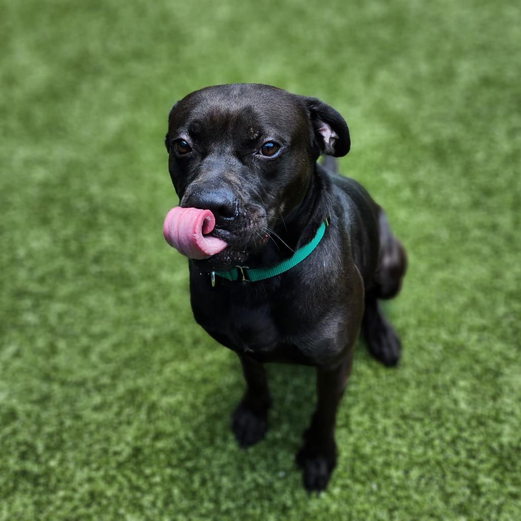 Enlarge Flinn, a Adoptable mixed breed in Greensboro, NC image 3/6