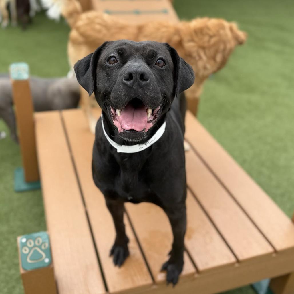 Enlarge Flinn, a Adoptable mixed breed in Greensboro, NC image 4/6