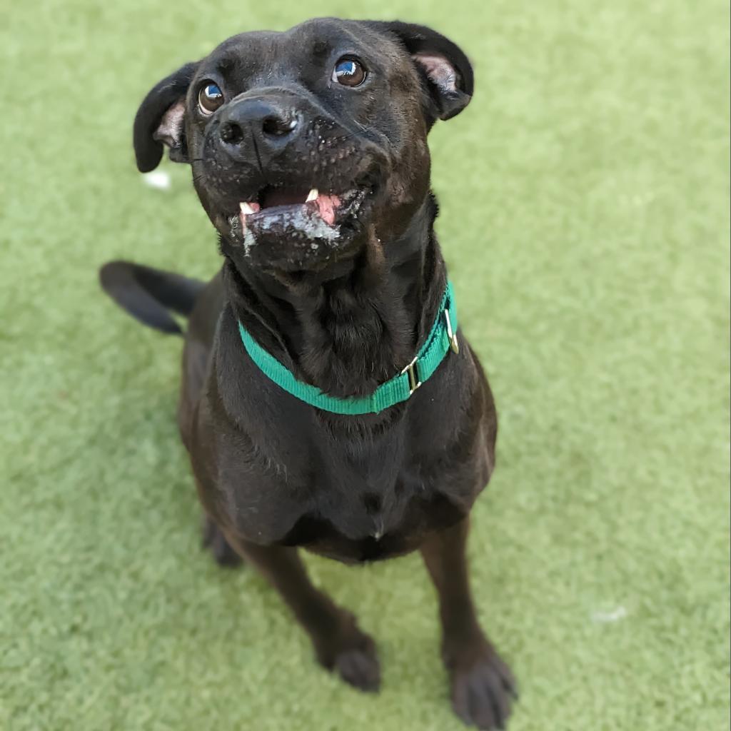 Enlarge Flinn, a Adoptable mixed breed in Greensboro, NC image 5/6