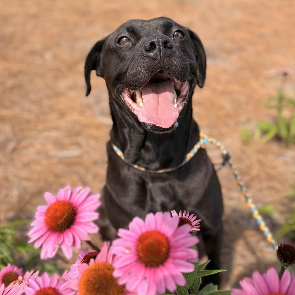 Enlarge Flinn, a Adoptable mixed breed in Greensboro, NC image 4/5