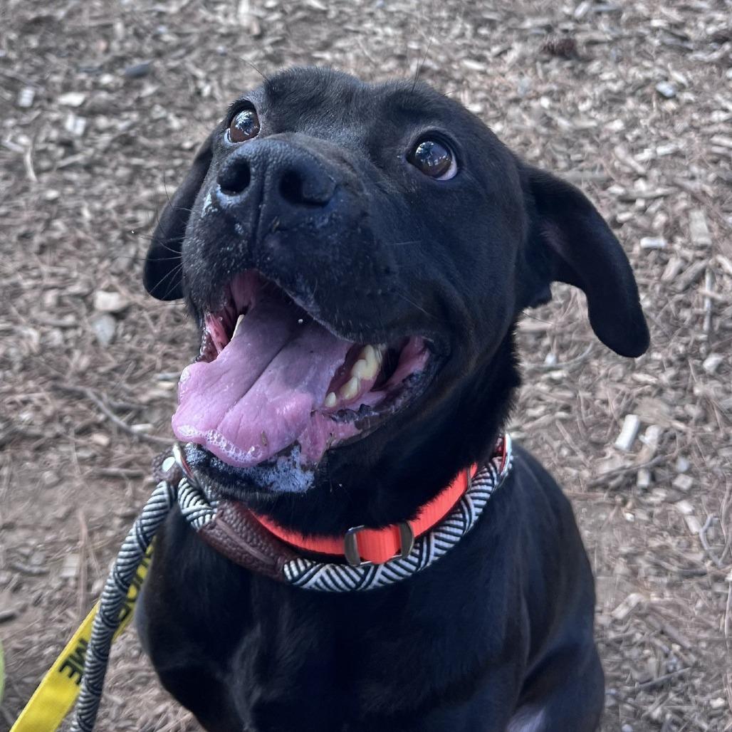 Enlarge Flinn, a Adoptable mixed breed in Greensboro, NC image 6/6