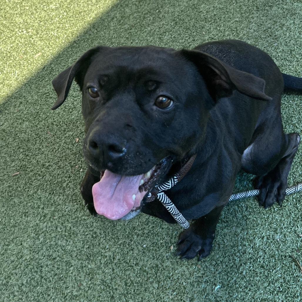 Flinn, a Adoptable mixed breed in Greensboro, NC image 6/6