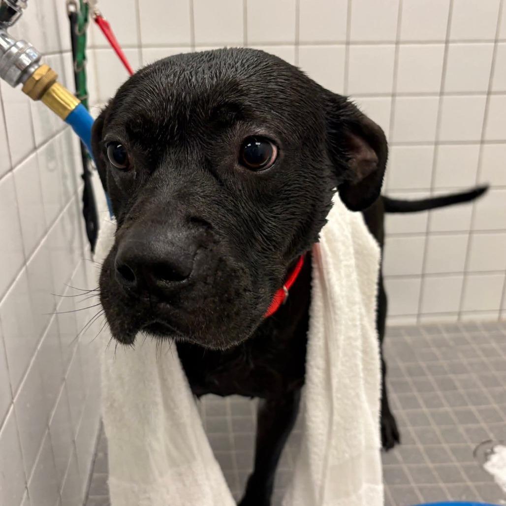 Enlarge Flinn, a Adoptable mixed breed in Greensboro, NC image 5/5