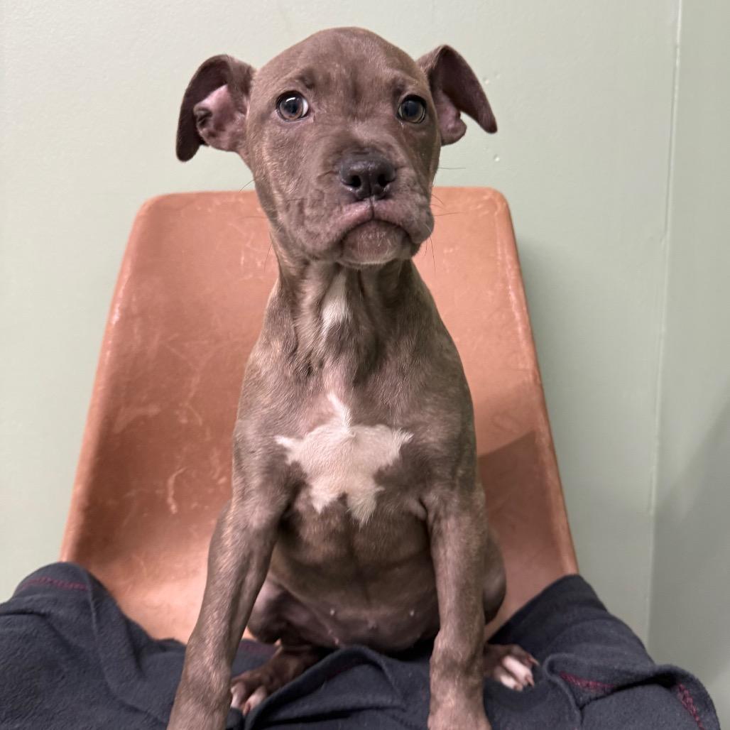 Enlarge Tamara, a Adoptable Mixed Breed in Corbin, KY image 1/2