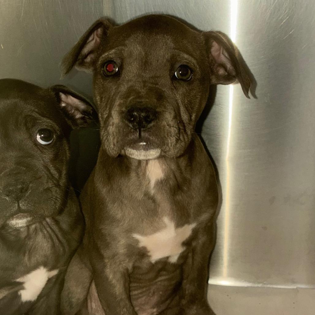 Enlarge Tamara, a Adoptable Mixed Breed in Corbin, KY image 2/2