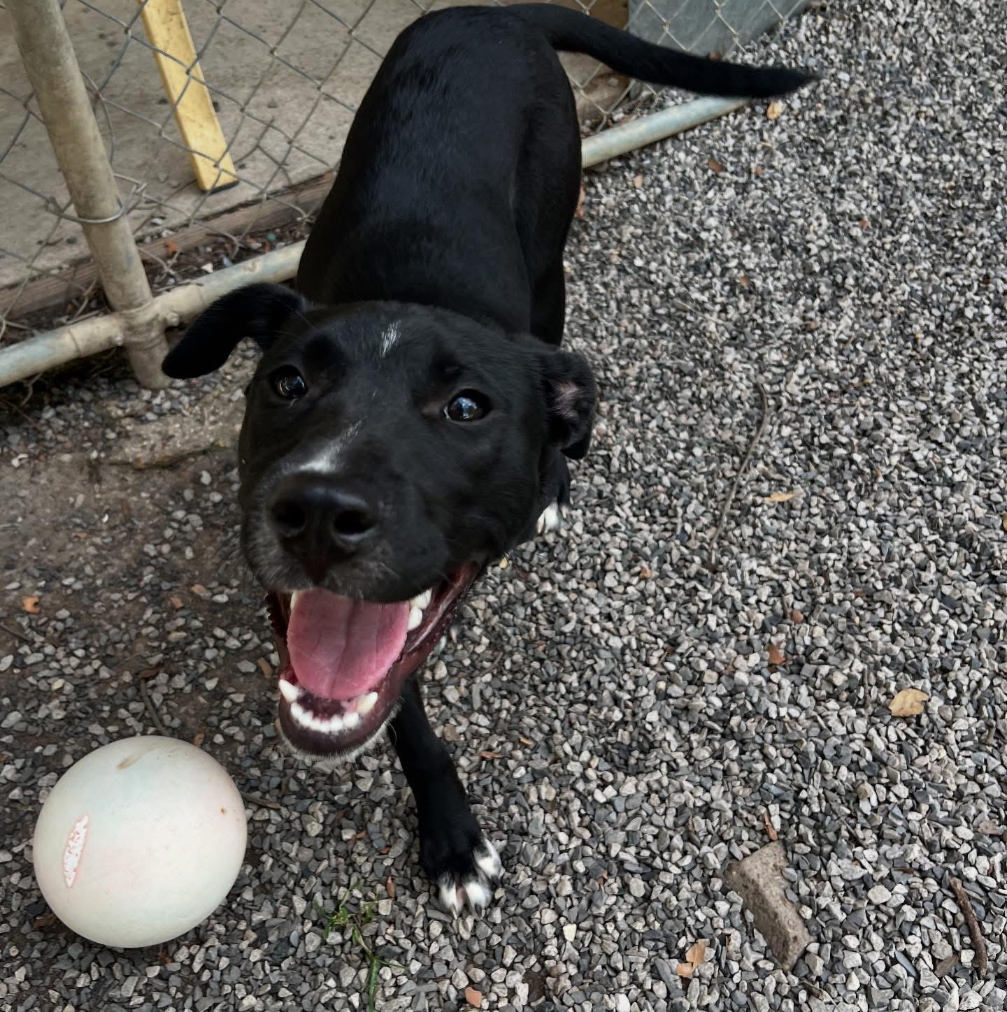 Enlarge Faith, a Adoptable mixed breed in Baton Rouge, LA image 1/3
