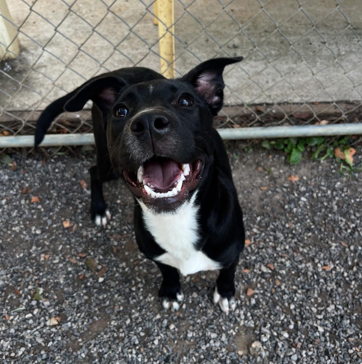 Enlarge Faith, a Adoptable mixed breed in Baton Rouge, LA image 2/3