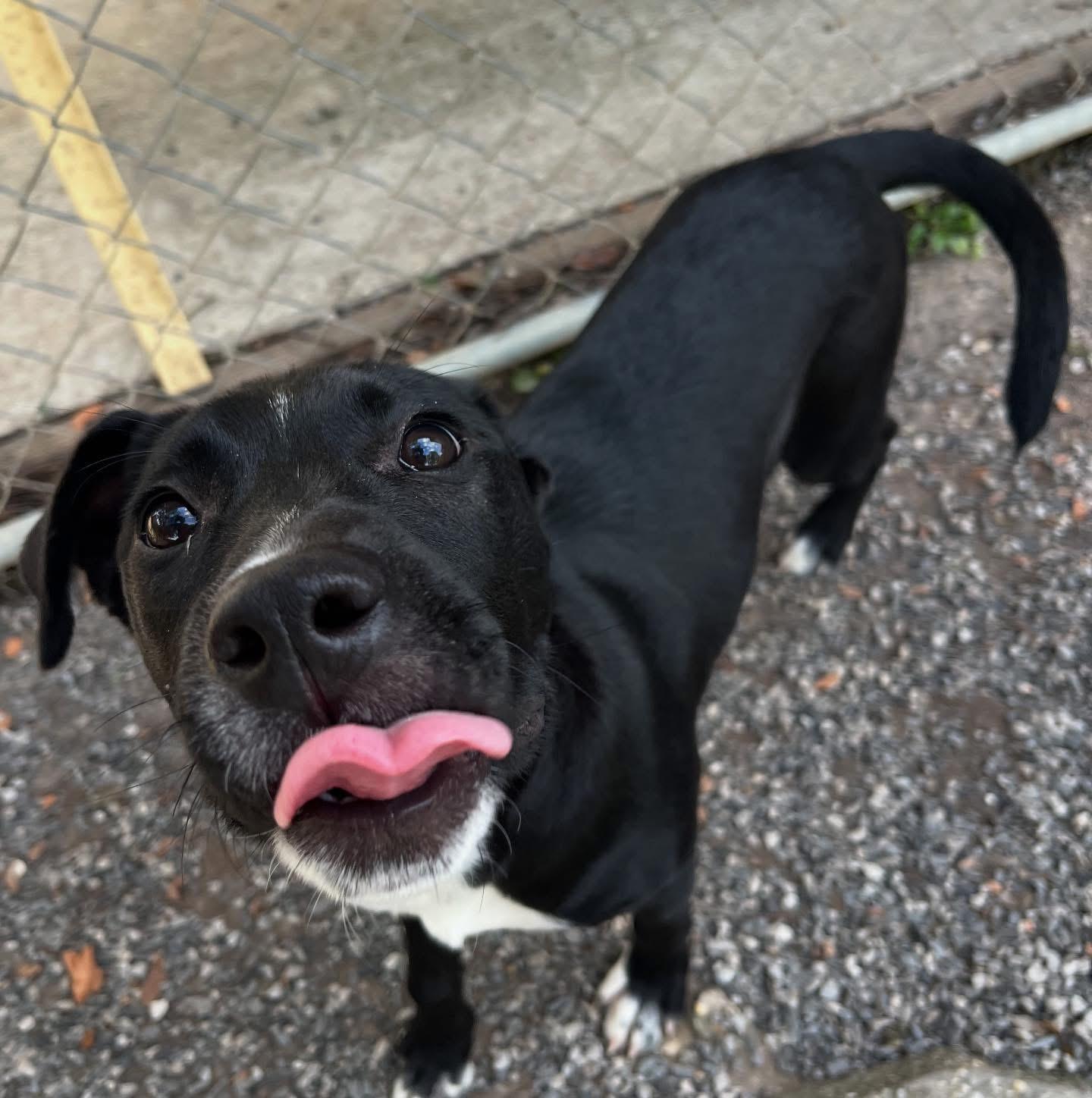 Enlarge Faith, a Adoptable mixed breed in Baton Rouge, LA image 3/3