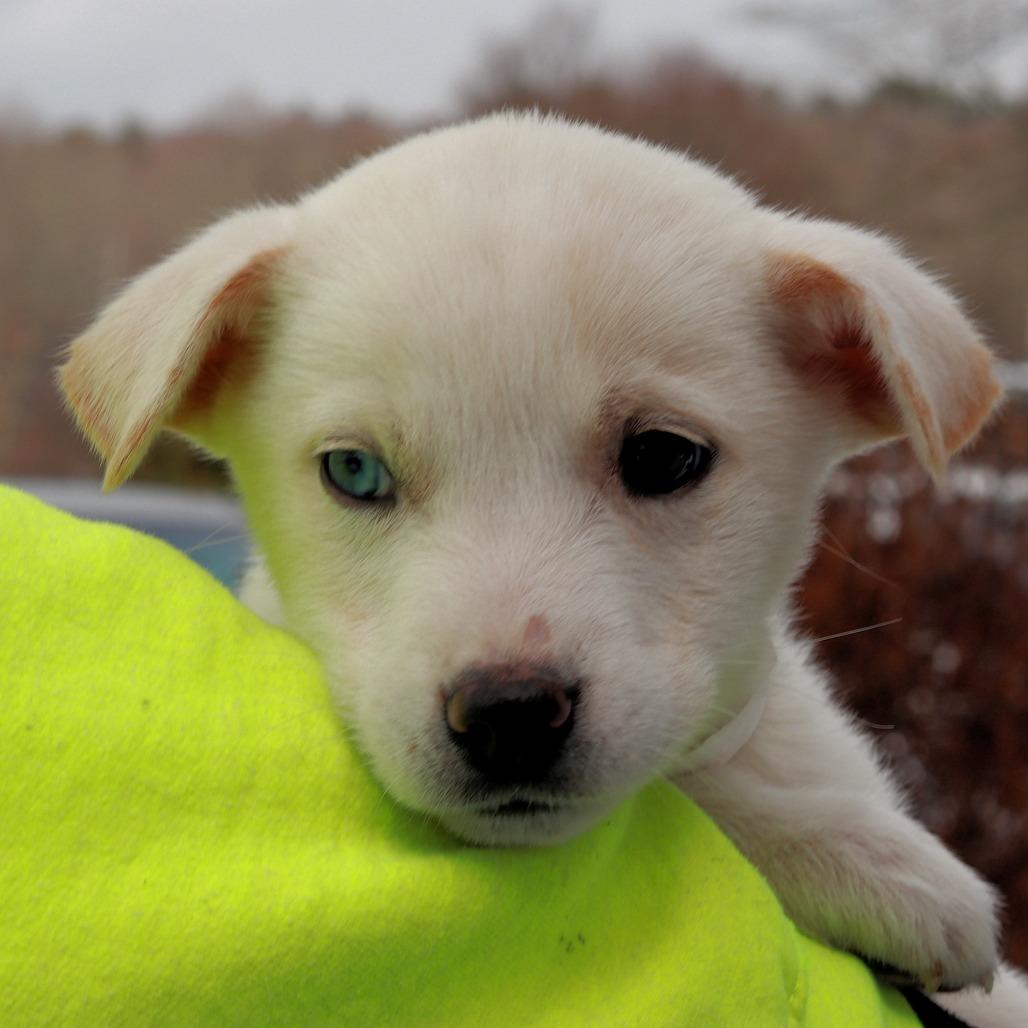 CT Natalia, Adoptable, Puppy Female Shepherd & Husky.