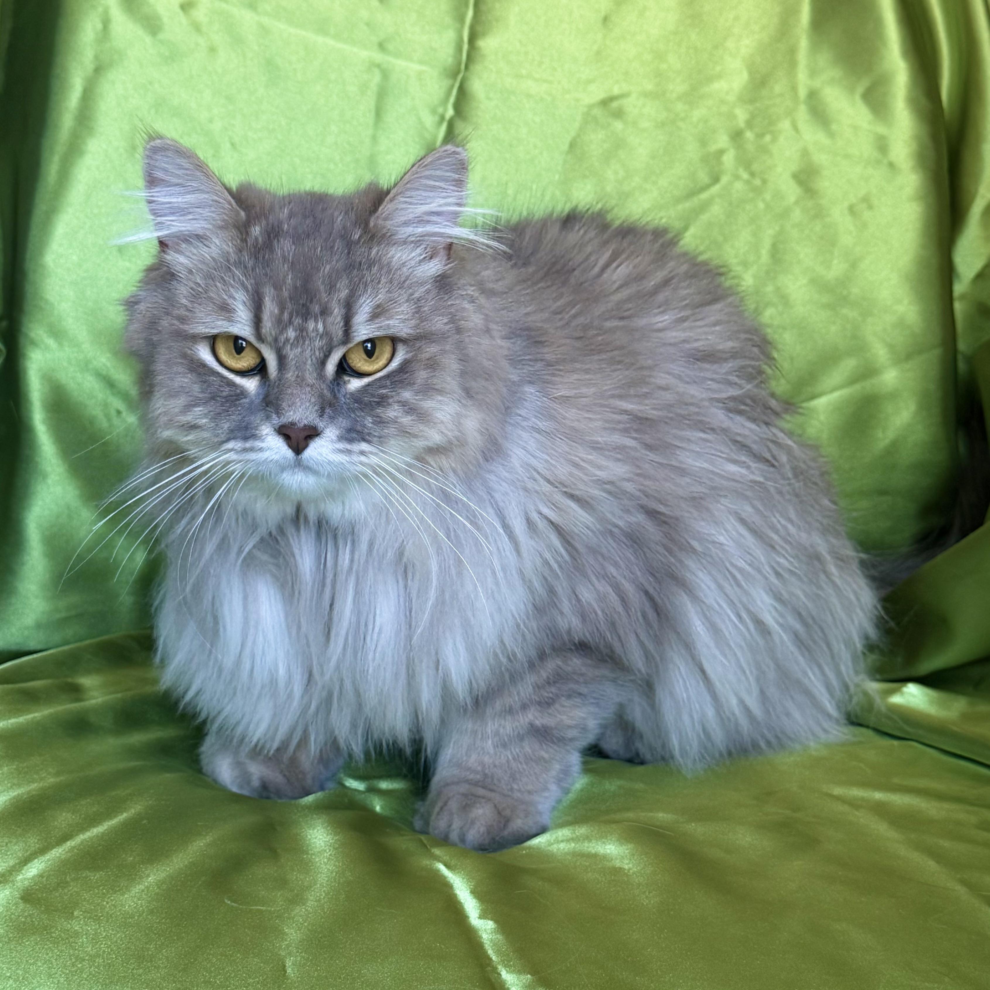 TOM, an adopted Domestic Long Hair in Rowland Heights, CA image 4/4