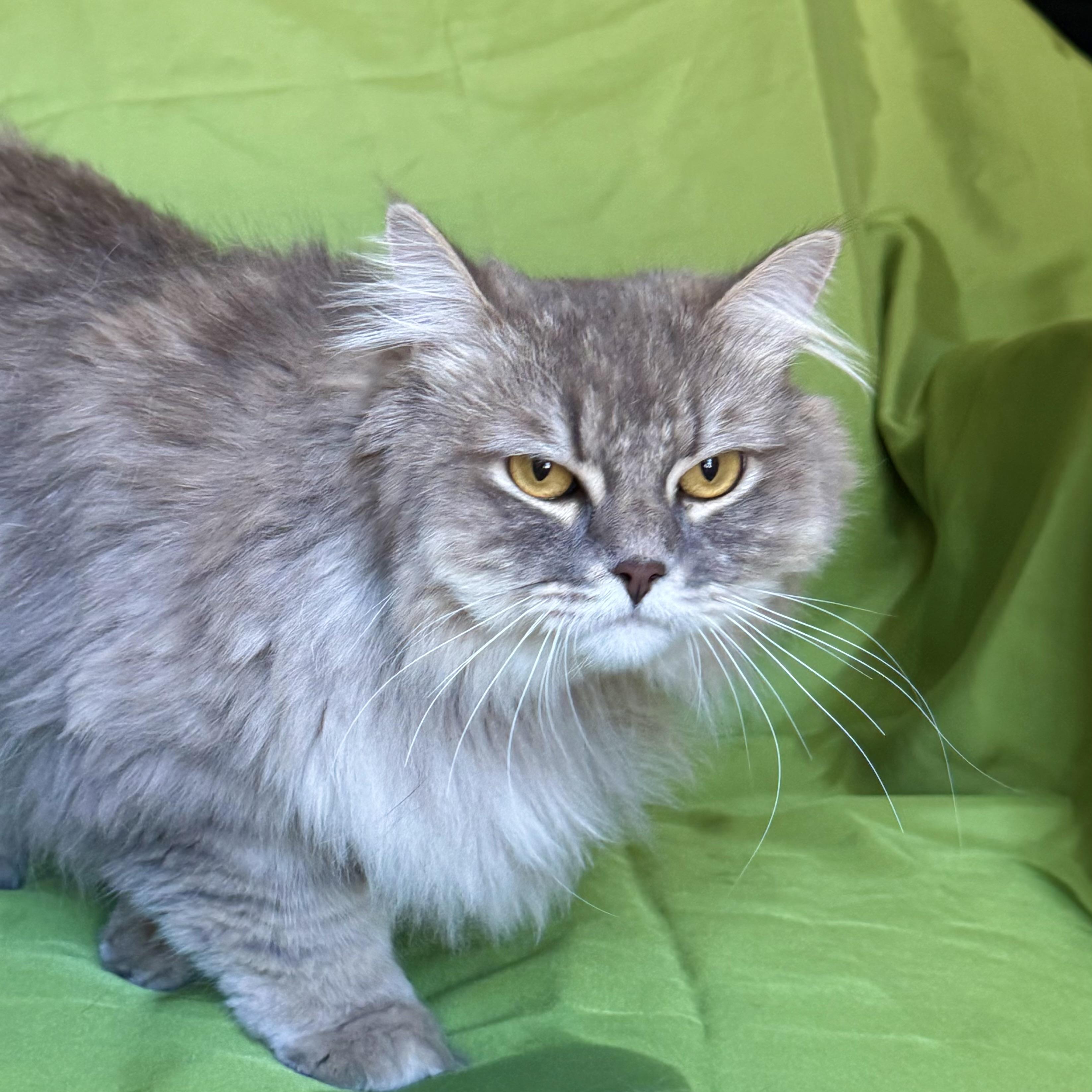TOM, an adopted Domestic Long Hair in Rowland Heights, CA image 2/4