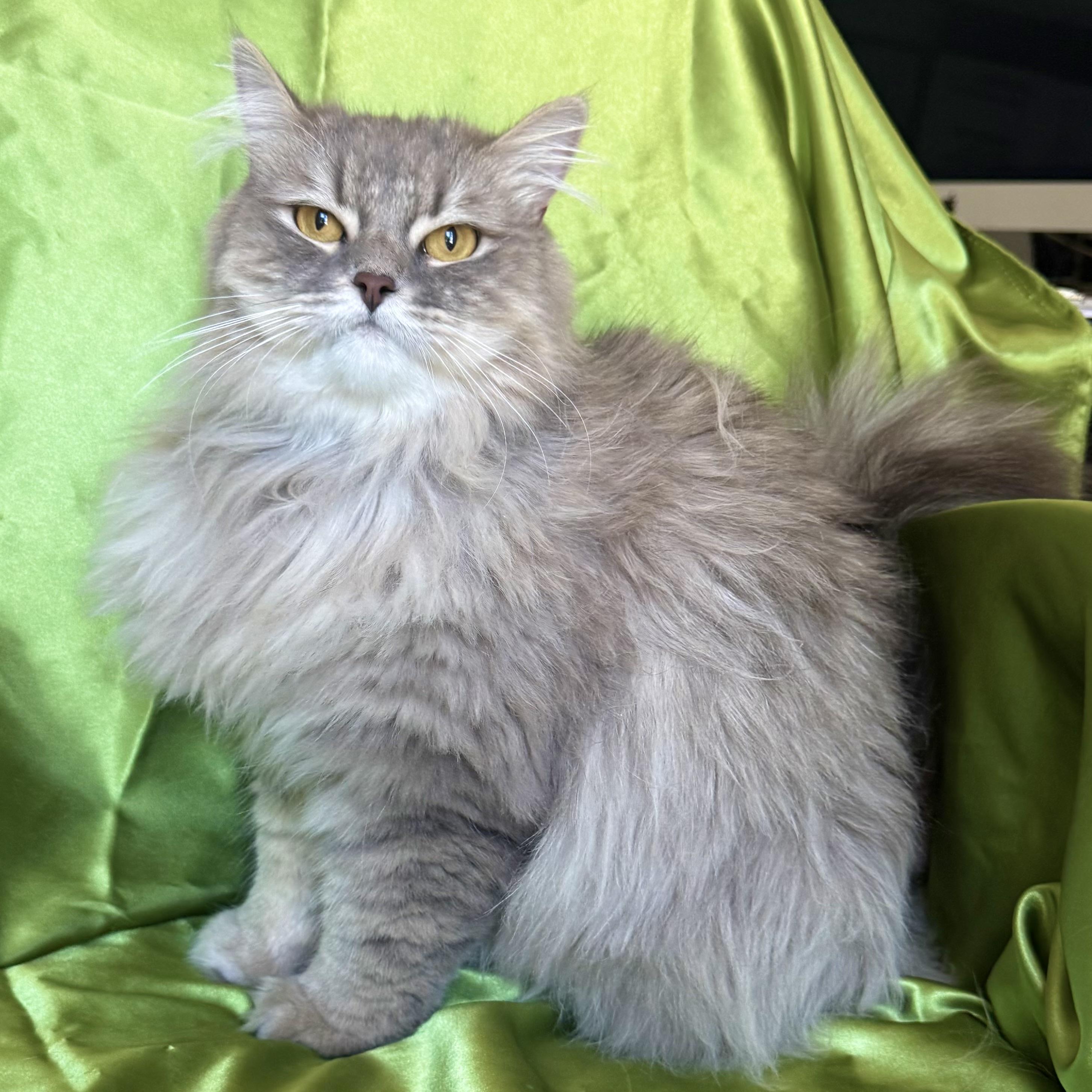 TOM, adopted, Adult Male Domestic Long Hair.