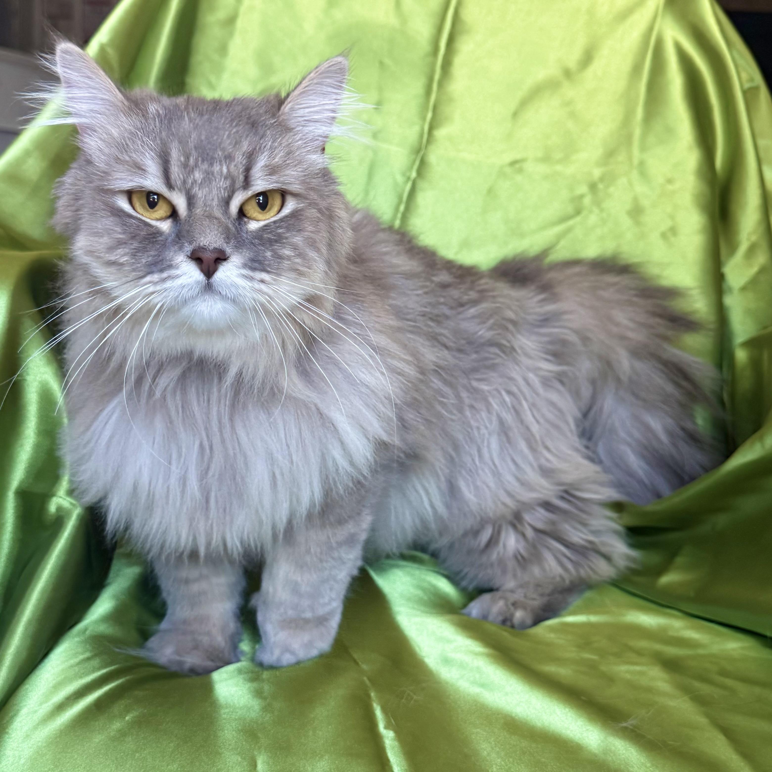 TOM, an adopted Domestic Long Hair in Rowland Heights, CA image 3/4