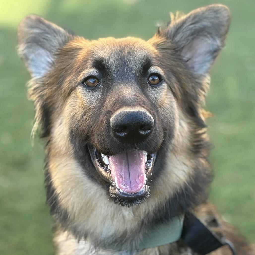 Enlarge Eco, a Adoptable German Shepherd Dog in Van Horne, IA image 6/6