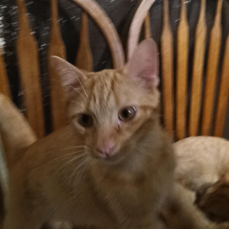 Enlarge Colby Jack, a Adoptable mixed breed in Antioch, CA image 2/6