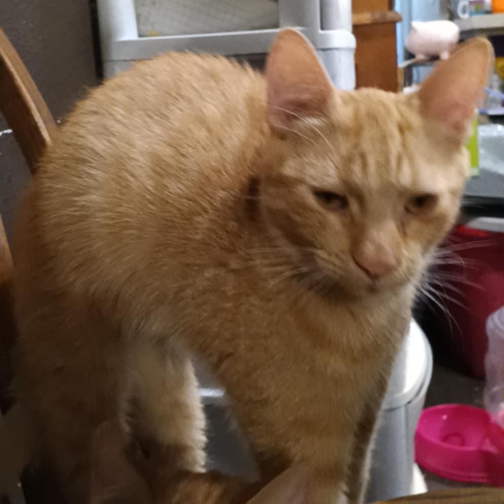 Enlarge Colby Jack, a Adoptable mixed breed in Antioch, CA image 4/6