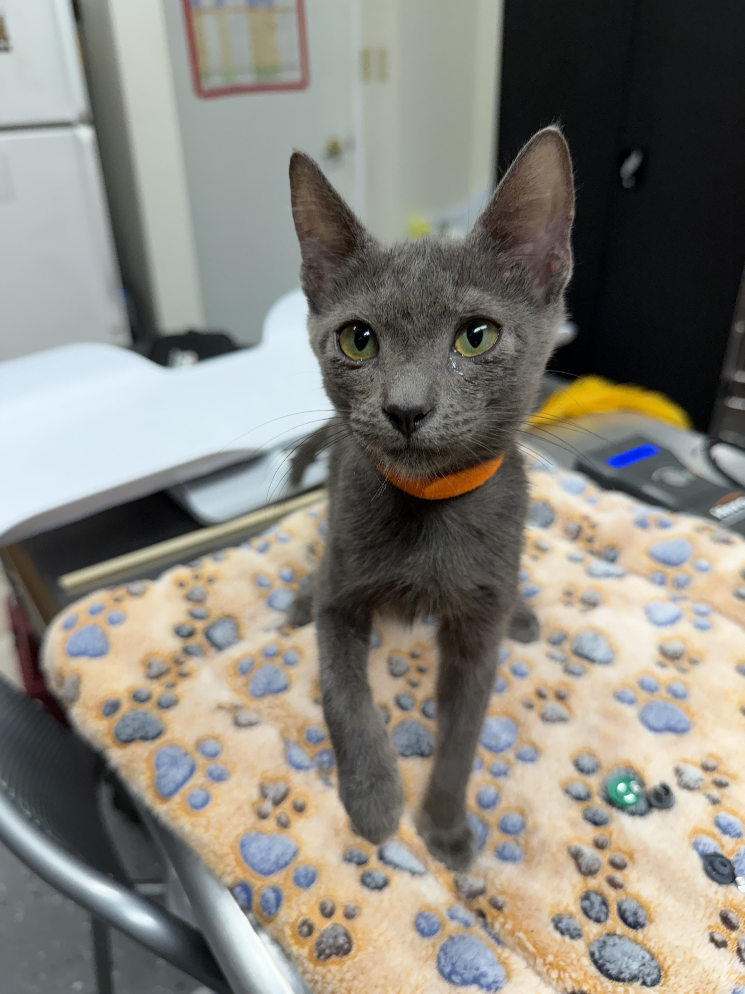 Jolly, Adopted, Young Male Domestic Short Hair.
