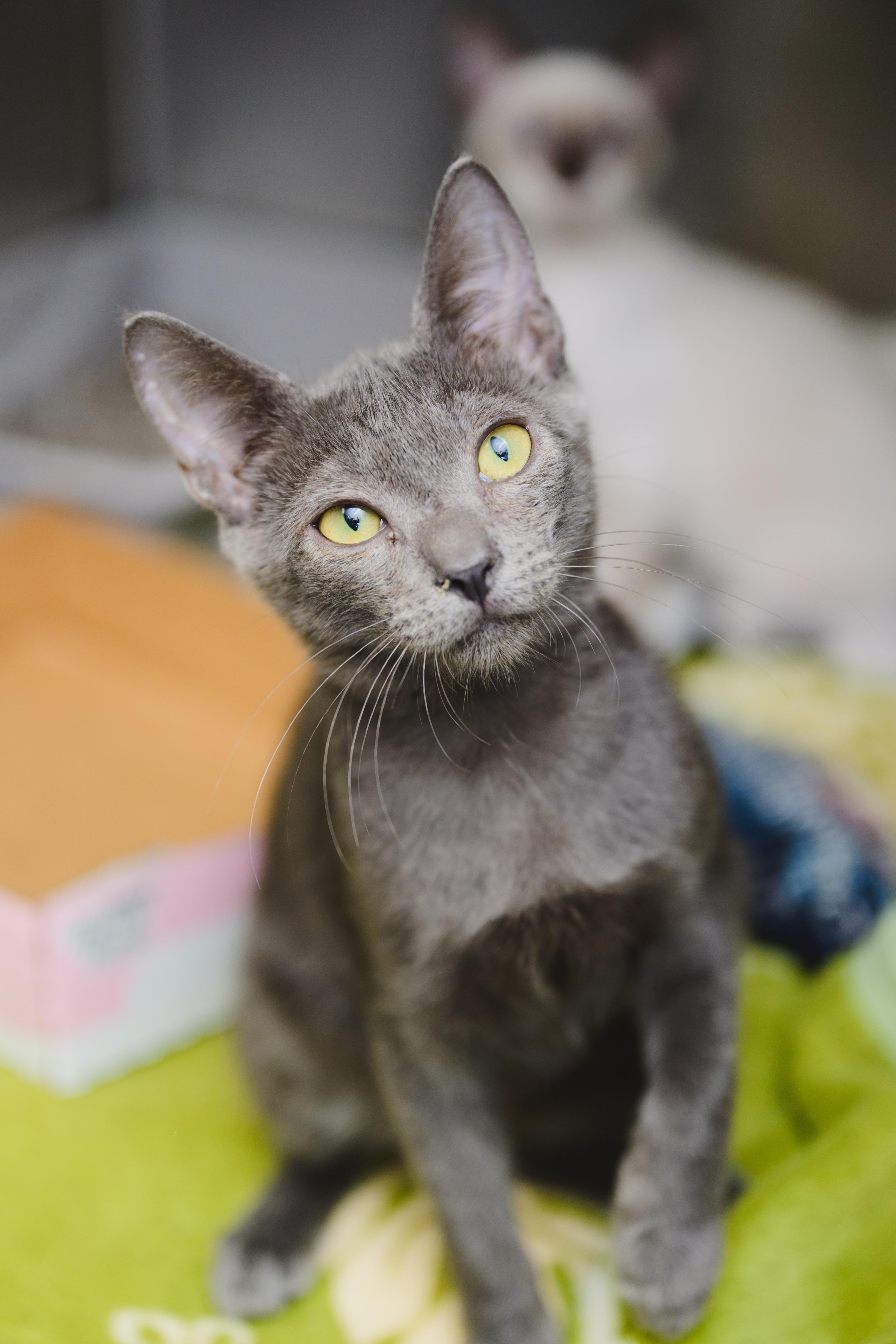 Enlarge Jolly, a Adopted Domestic Short Hair in Honolulu, HI image 2/2