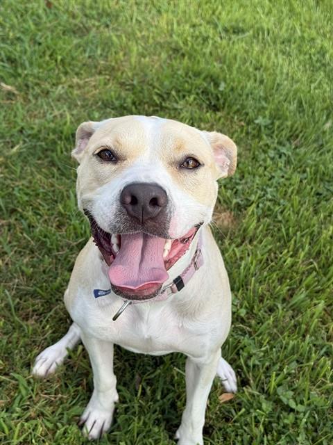 HAPPY, Adoptable, Young Female Pit Bull Terrier & Mixed Breed.