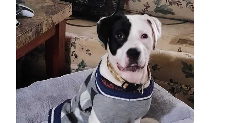 Moosca CT, Young Male Pit Bull Terrier