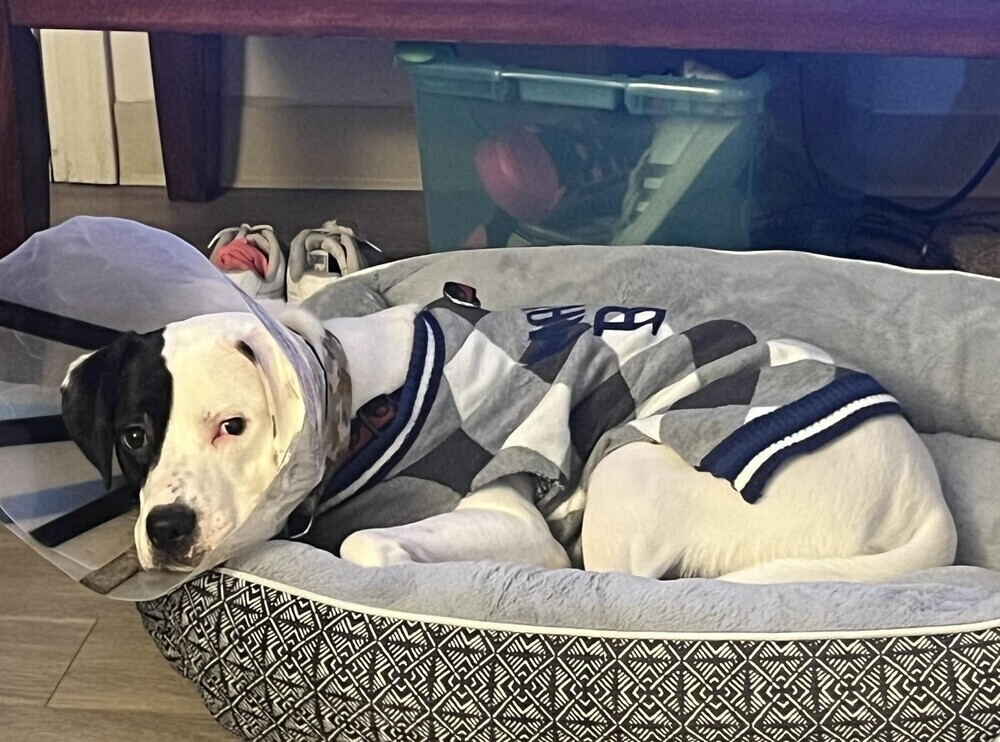 Moosca CT, a Adoptable mixed breed in Stafford Springs, CT image 2/6