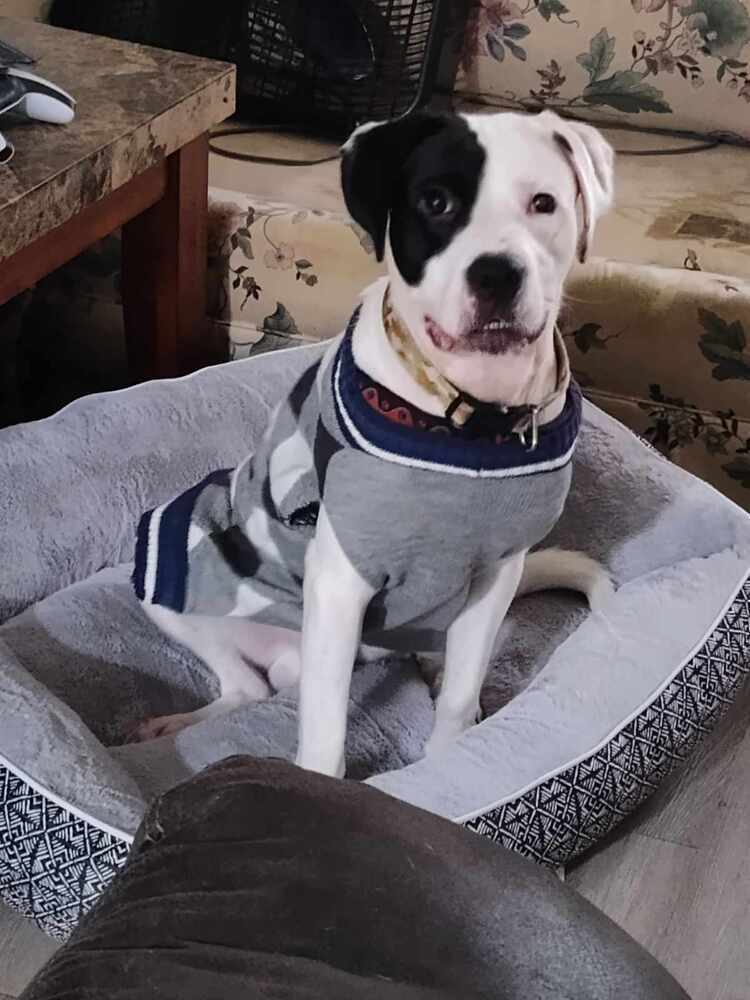 Moosca CT, a Adoptable mixed breed in Stafford Springs, CT image 4/6