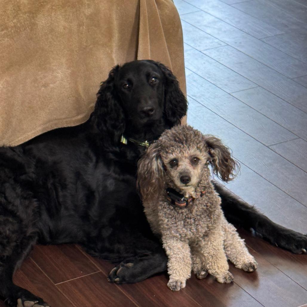 Molly, Adoptable, Adult Female Labrador Retriever & Poodle.