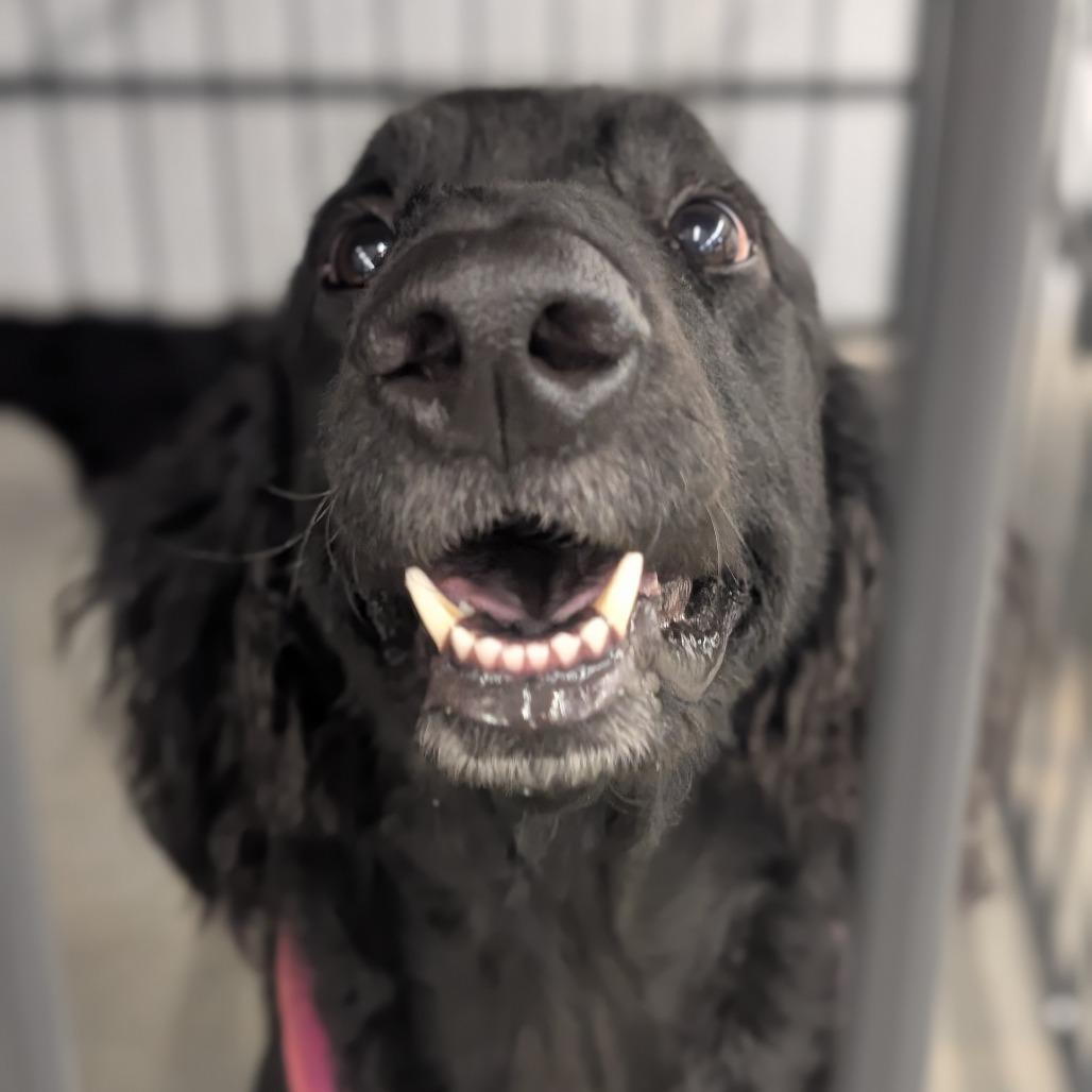 Molly, a Adoptable mixed breed in Lenoir, NC image 2/6