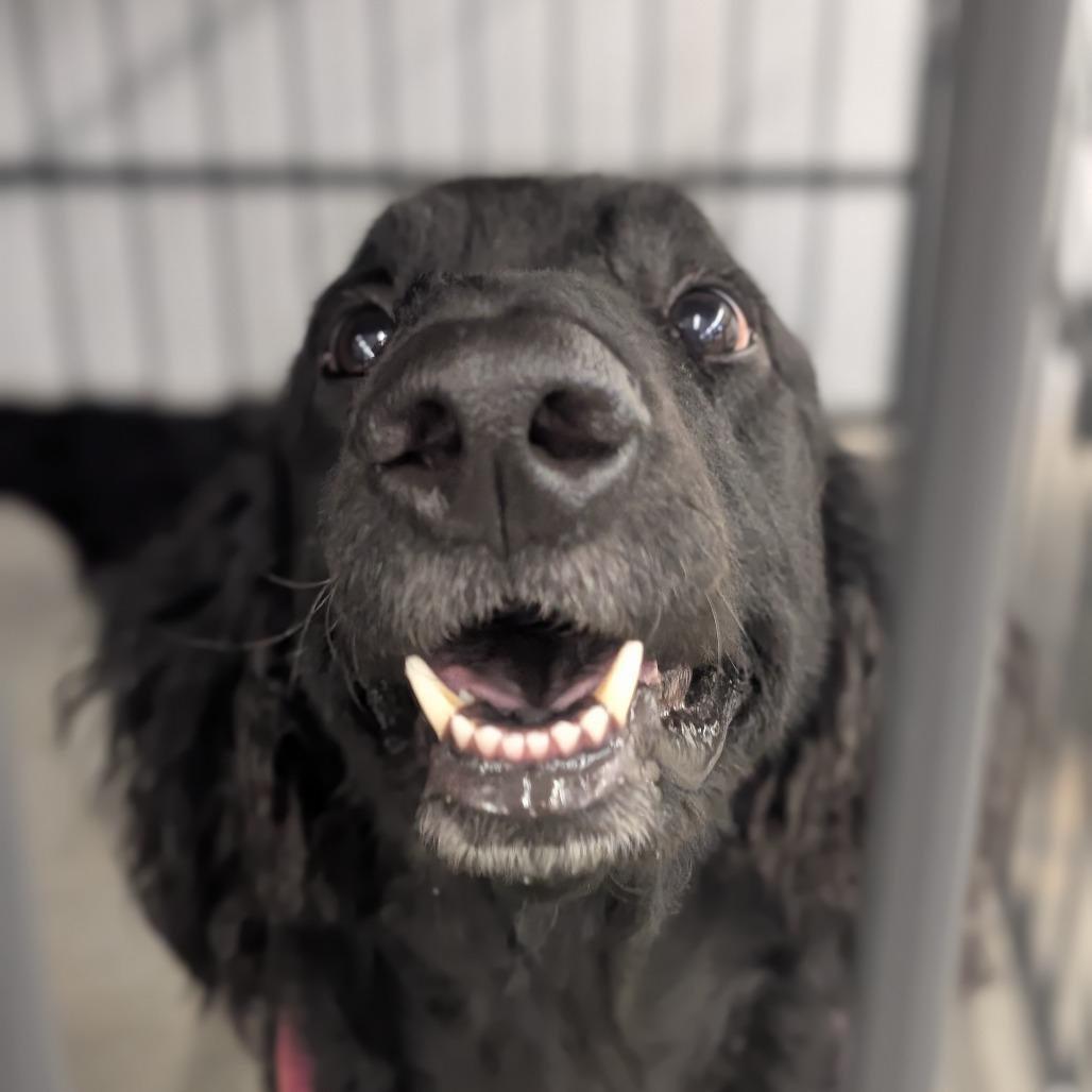 Molly, a Adoptable mixed breed in Lenoir, NC image 3/6