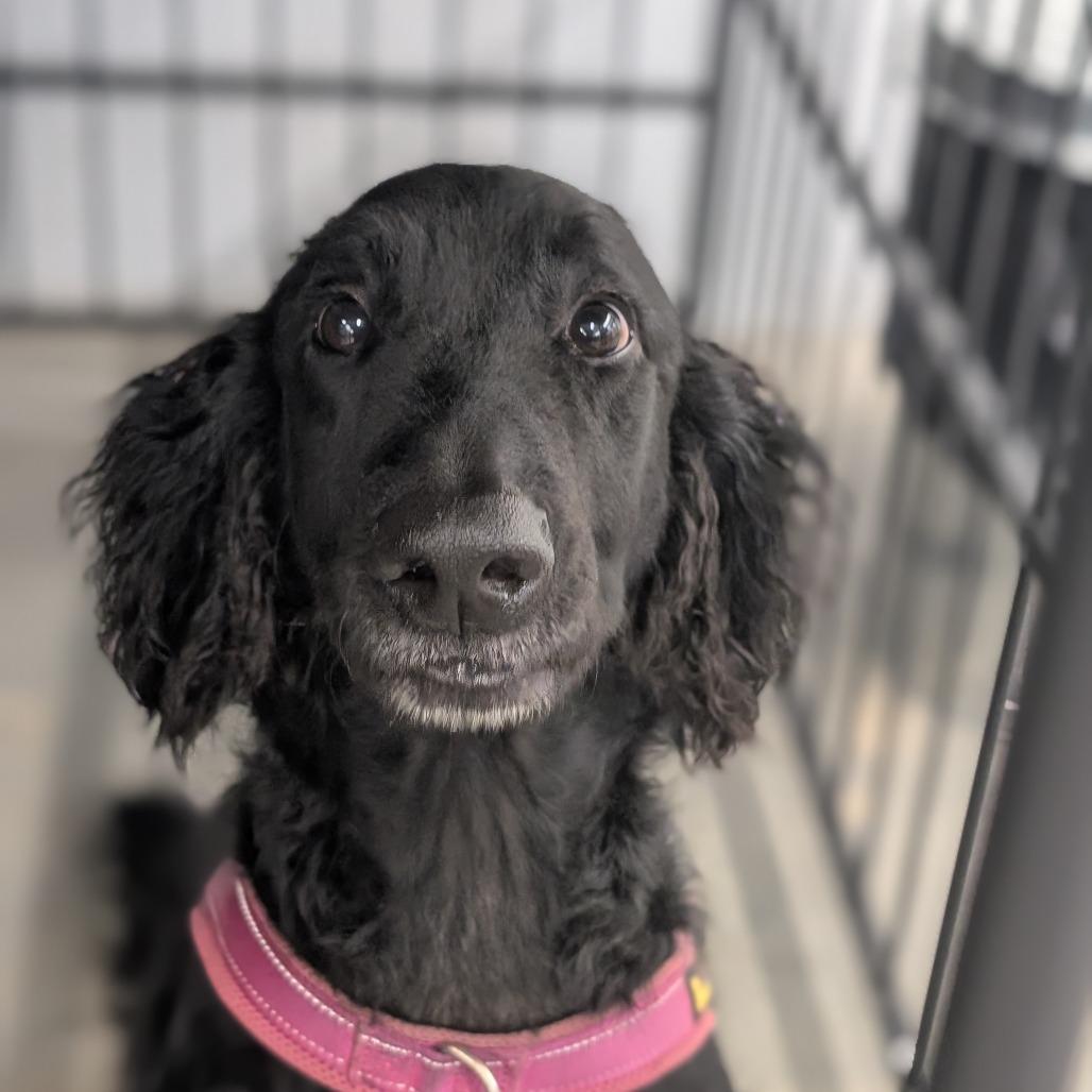 Molly, a Adoptable mixed breed in Lenoir, NC image 4/6