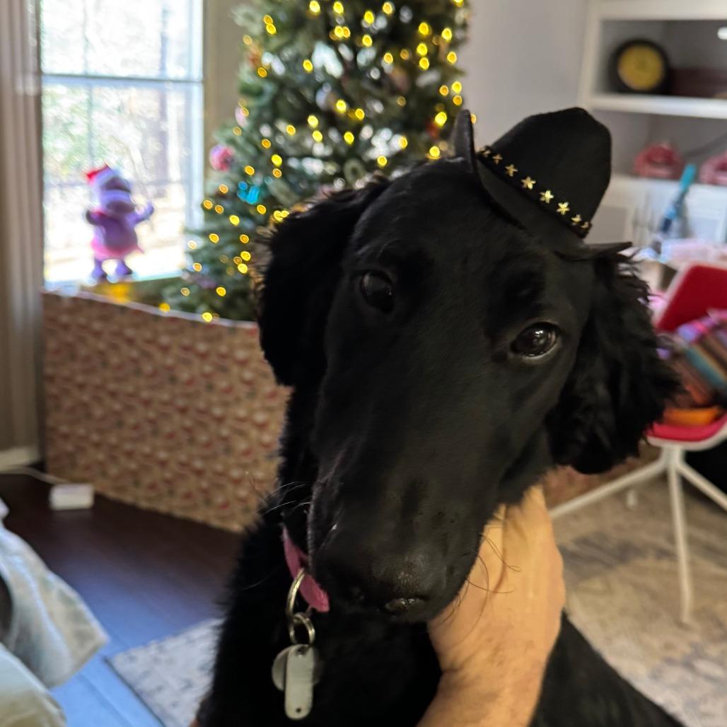 Molly, a Adoptable mixed breed in Lenoir, NC image 2/3