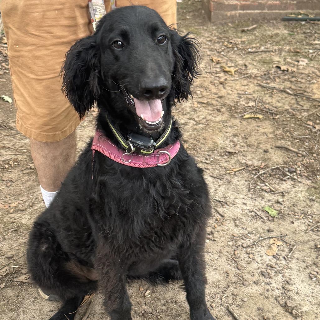 Molly, a Adoptable mixed breed in Lenoir, NC image 3/3